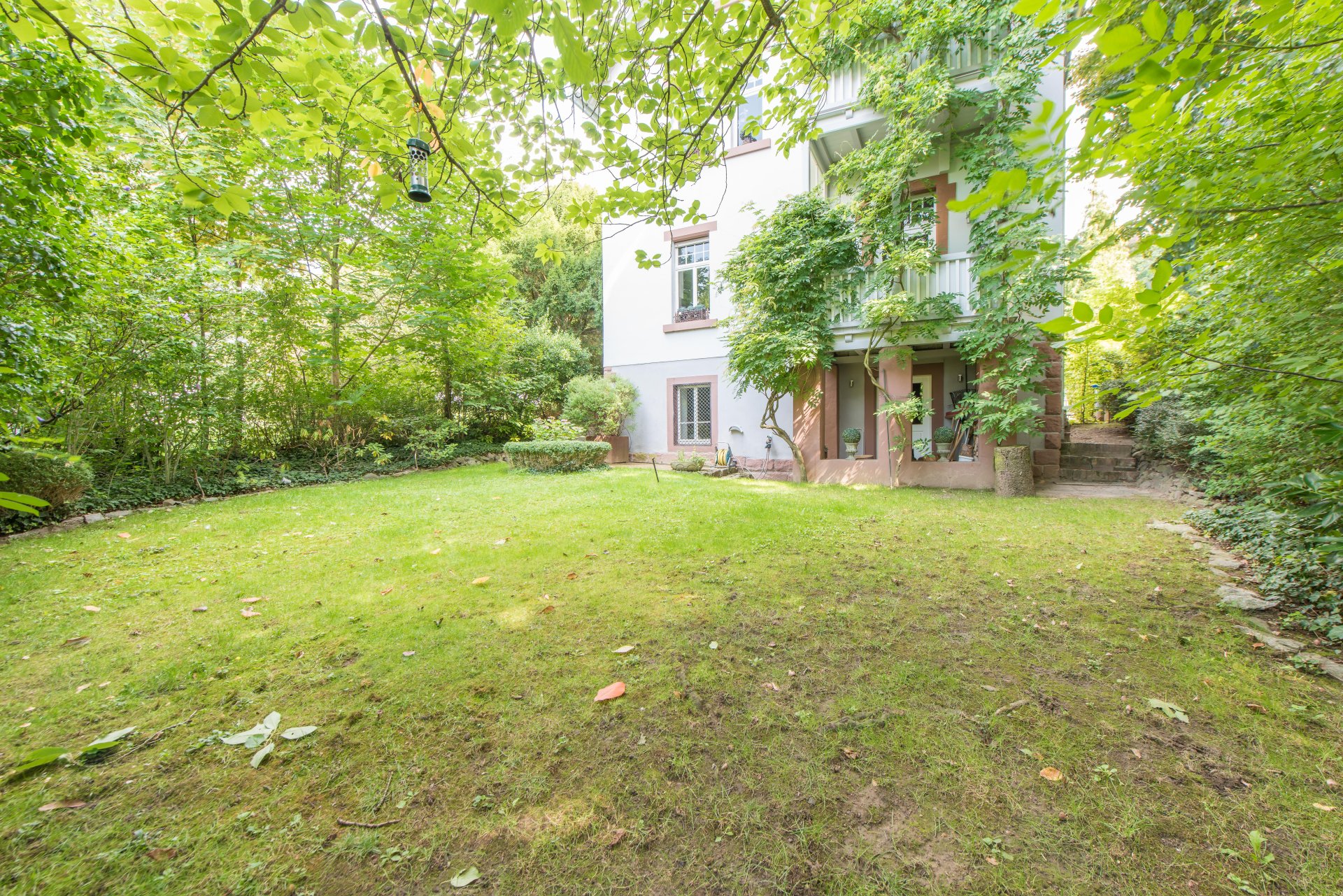Die Glyzinie blüht schon früh im Sommer - Oliver Reifferscheid - Immobilienmakler Darmstadt